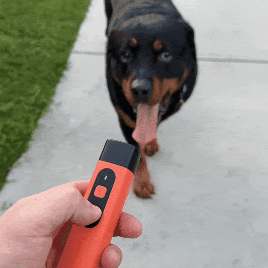 Solniera Anti-barking device
